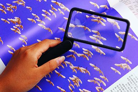 L4002 Everyday Essentials Folding Rectangular Magnifier